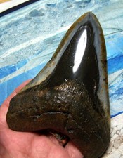 MEGALODON SHARK TOOTH 5 1/4" SHARK TEETH GIANT JAW FOSSIL STUNNING COLOR ~REAL