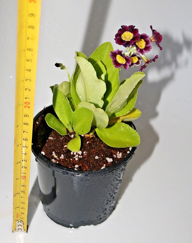 Purple auricula plant - auricula,