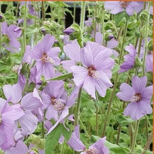 3 x Lavatera × clementii 'Lilac Lady', drought tolerant perennial in 9cm pot