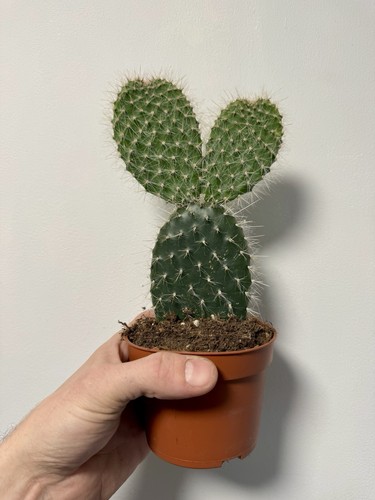 Mexican prickly pear bunny - prickly,