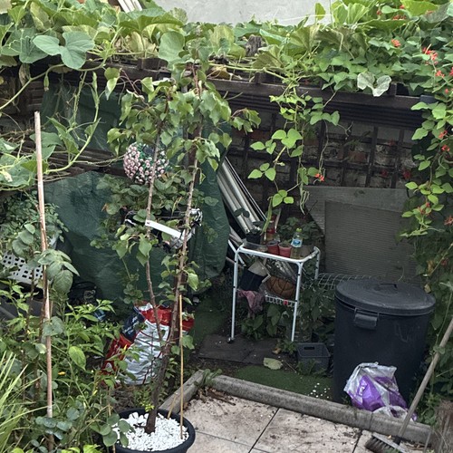 Apricot tree potted - tree,