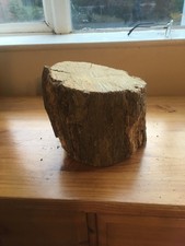 Oak wood tree log section slab