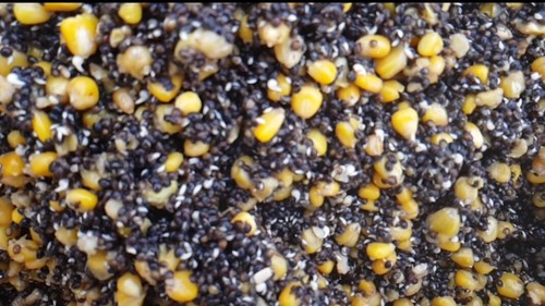 Prepared hemp maize - hemp, &