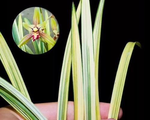 Cymbidium ensifolium