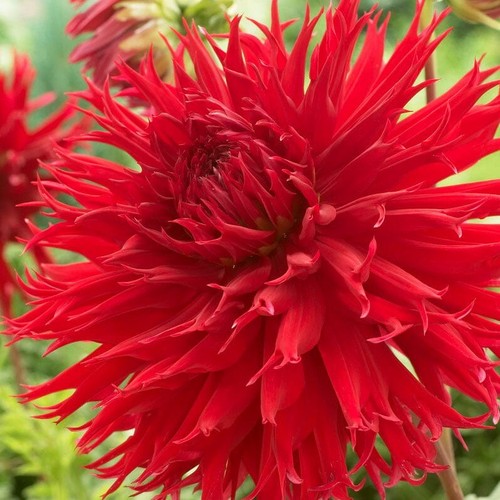 Jaxon red laciniated cactus - red,