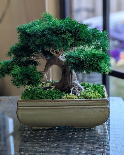 Bonsai table decor preserved - bonsai,