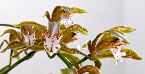 Cymbidium erythraeum species