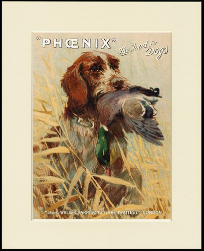 Italian spinone dog art print - art,