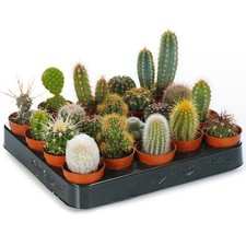 SET OF 10 MIXED SMALL CACTUS
