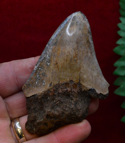Lovely genuine megalodon - lovely,