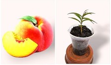 Peach Fruit Plug X1 .Also DWARF /BONSAI starter. Visit The Shop For More 