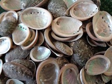 10 X ABALONE SEA SHELLS 3 - 5