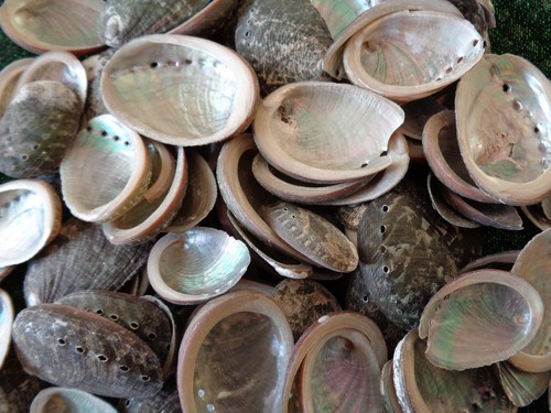 Abalone sea shells 5 - sea, 3