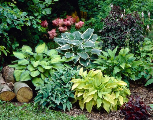 Hosta mixed perennial - perennial, plants