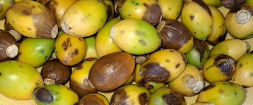 Chestnut oak acorns - acorns, qty.