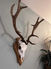 Fallow Deer Skull Taxidermy