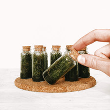 Mini Moss Terrarium - Tiny Enclosed Ecosystem Gifts, Weddings, Baby Showers