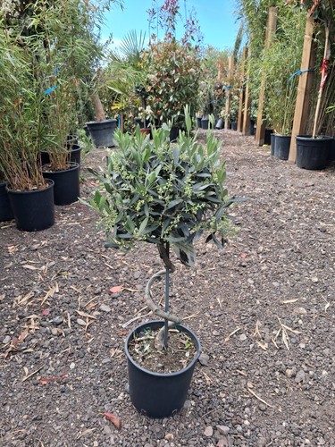 Twisted olive trees - olive, potted