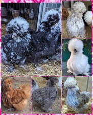 Mixed USA Silkie X 6 Eggs 