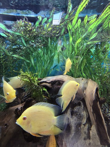 Inch gold severum live - 5,