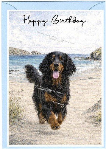 Gordon setter dog - gordon, birthday