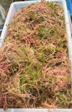Fresh Welsh sphagnum moss 5 Kg
