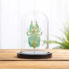 Gray's Leaf Taxidermy insect in Glass Dome (Phyllium bioculatum)