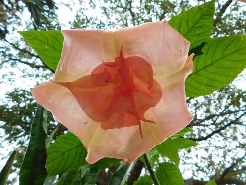 Brugmansia bergische symphony - bergische,
