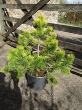 Pinus mugo golden glow 40-45cm