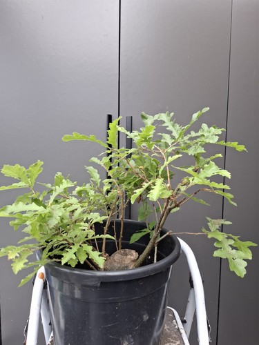 Very chunky yamadori - very, oak