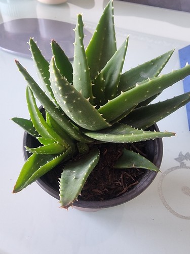 Dwarf aloe vera plant - vera,