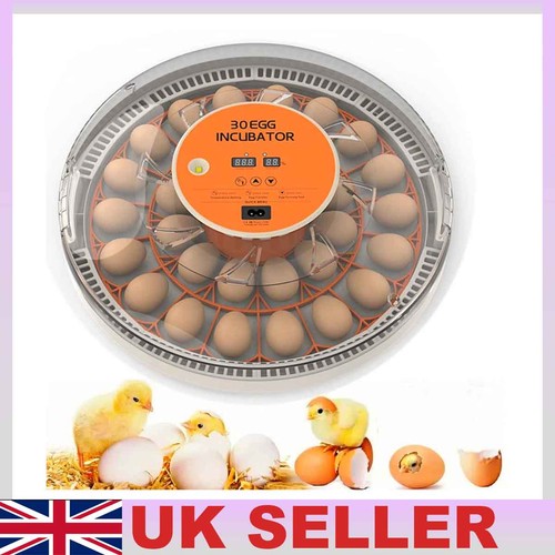30egg hatching chickens - hatching,