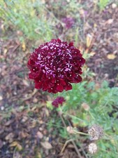 Scabious Black Knight. 20