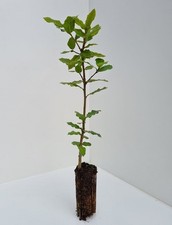 3 Evergreen Oak - Holm Oak - Cell Grown - 15/20cm