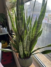 Healthy Tall Snake Plant 60 cm