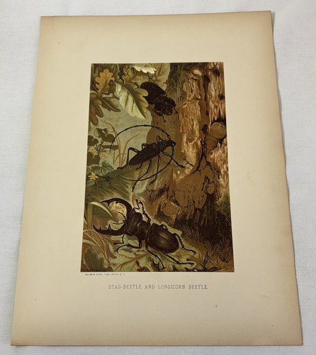 1885 lithograph stag beetle - 1885, ~