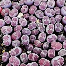 20/50/100pcs 1cm Rare plant