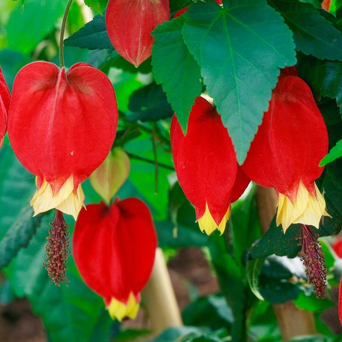Abutilon megapotamicum bushy - megapotamicum,