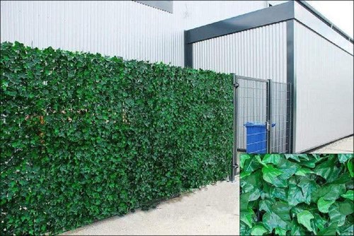 Welsh green screen ivy - welsh,