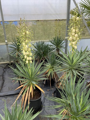 Hardy outdoor yucca plant - hardy,