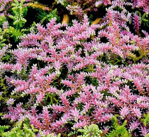 Sedum pulchellum sea - 6,