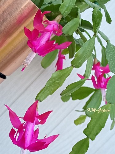 Schlumbergera buckleyii true - schlumbergera,