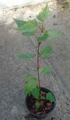 Acer capillipes red - red, snake