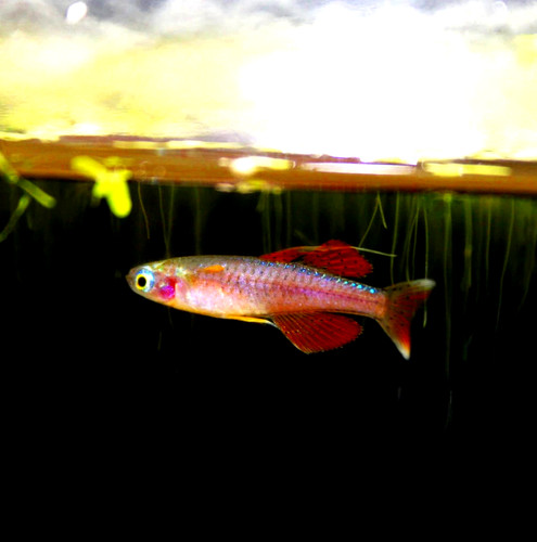 Red neon blue - 6,