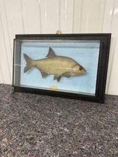 Vintage Wall Mounted Bream