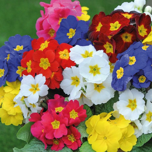 Polyanthus most scented mix - polyanthus,
