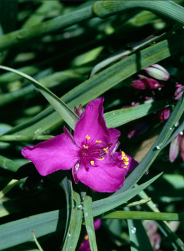 Tradescantia concord grape - grape',