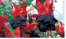 2 X   FUCHSIA MAXIMA  PLUG PLANTS PRE ORDER FREE POSTAGE