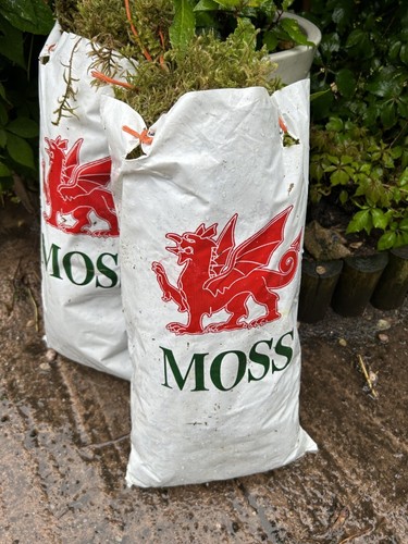 Fresh welsh sphagnum - fresh, for