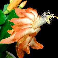 Christmas Cactus- Orange | Thanksgiving cactus | Schlumbergera | 9cm pot